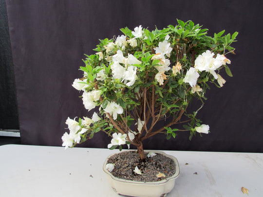 white bonsai 23 Year Old White Azalea Specimen Bonsai Tree