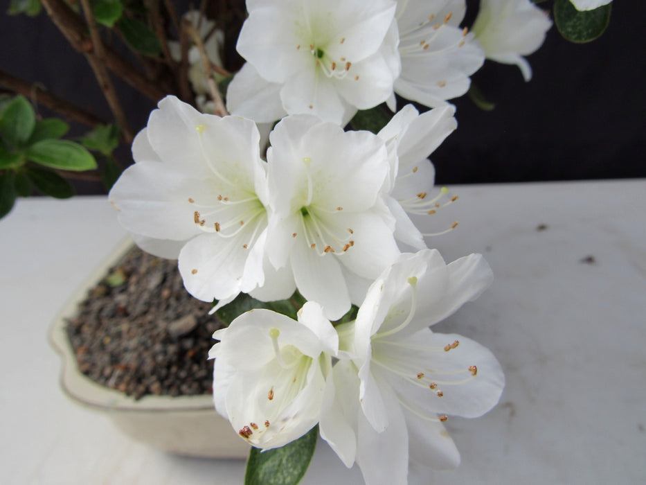 23 Year Old White Azalea Specimen Bonsai Tree Flower
