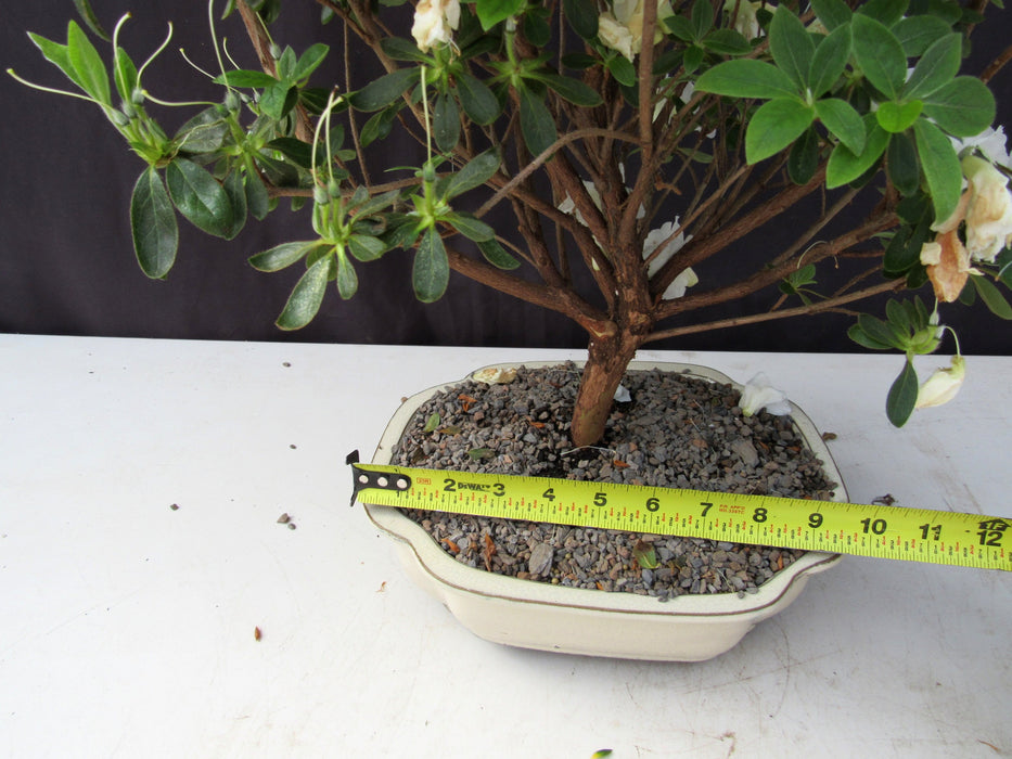 23 Year Old White Azalea Specimen Bonsai Tree Size