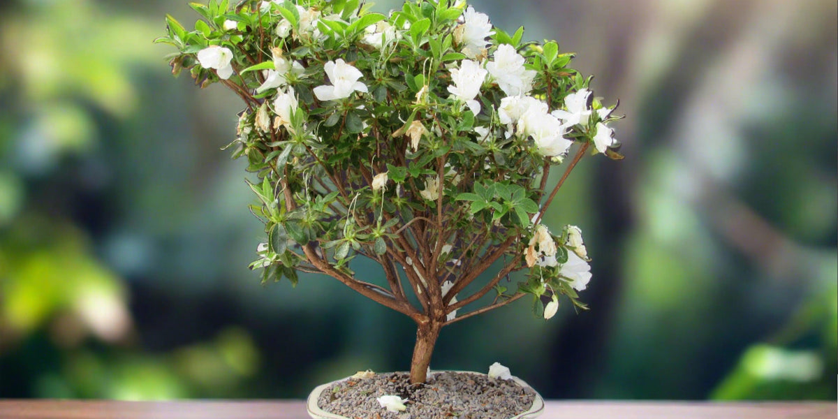 23-Year-Old-White-Azalea- 23-Year-Old-White-Azalea-