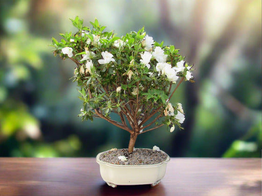 23 Year Old White Azalea Specimen Bonsai Tree Profile