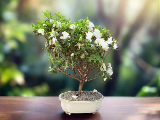 23 Year Old White Azalea Specimen Bonsai Tree