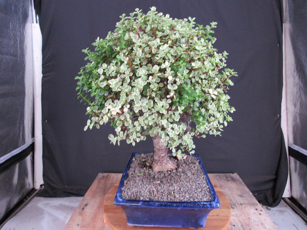 23 Year Old Variegated Baby Jade Specimen Bonsai Tree - Back