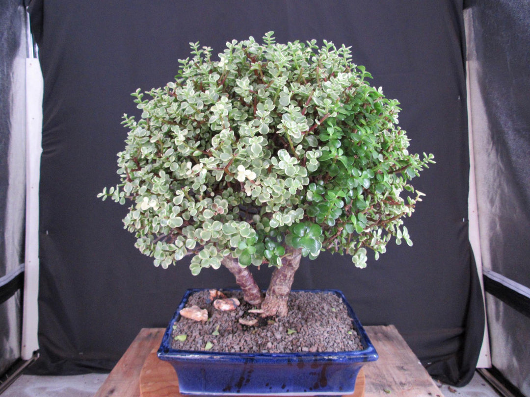 23 Year Old Variegated Baby Jade Specimen Bonsai Tree - Back Profile