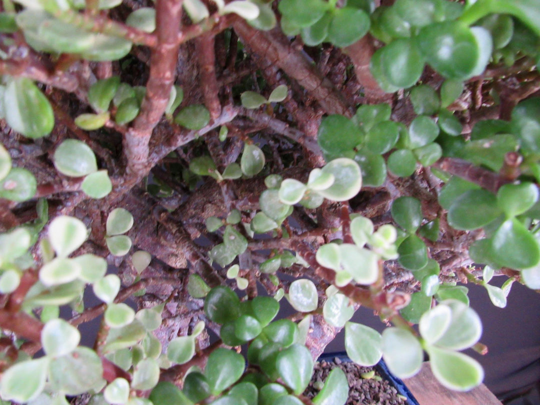 23 Year Old Variegated Baby Jade Specimen Bonsai Tree - Branches