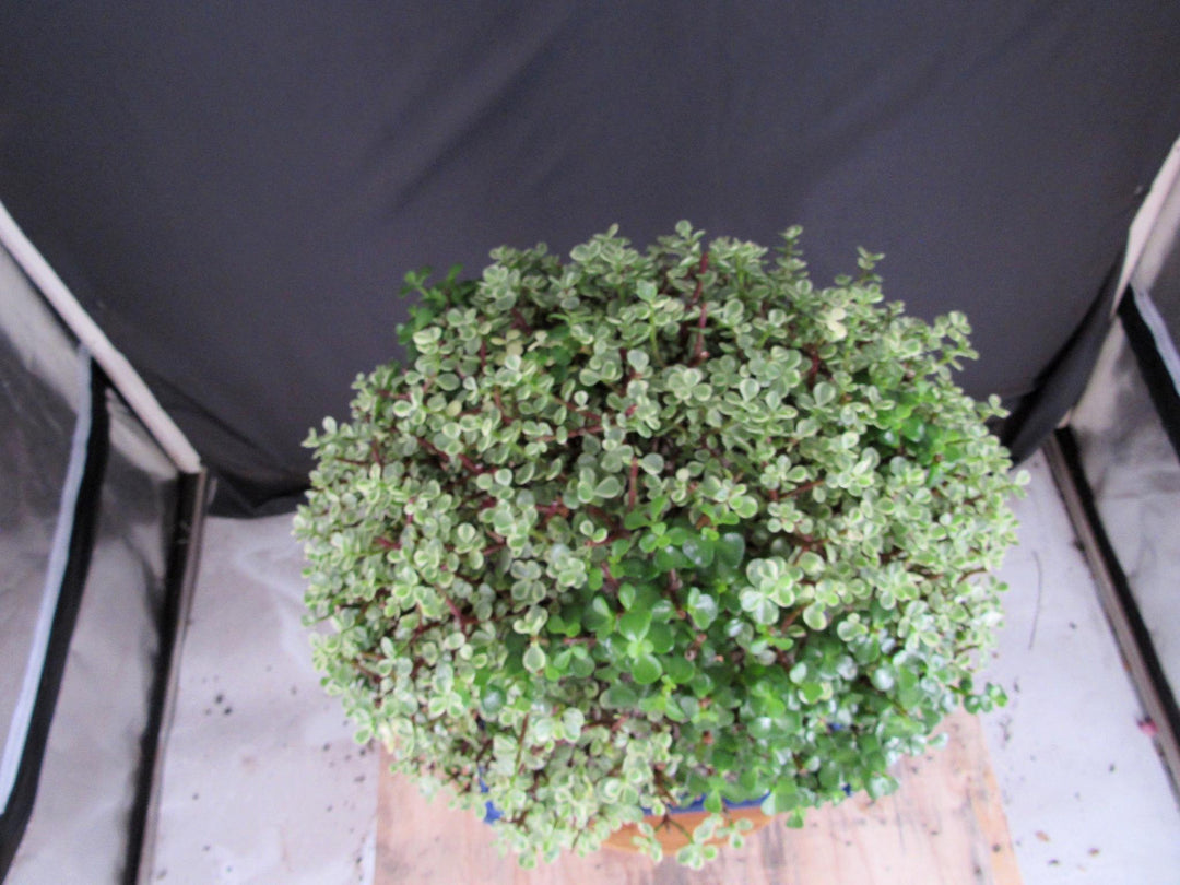 23 Year Old Variegated Baby Jade Specimen Bonsai Tree - Canopy