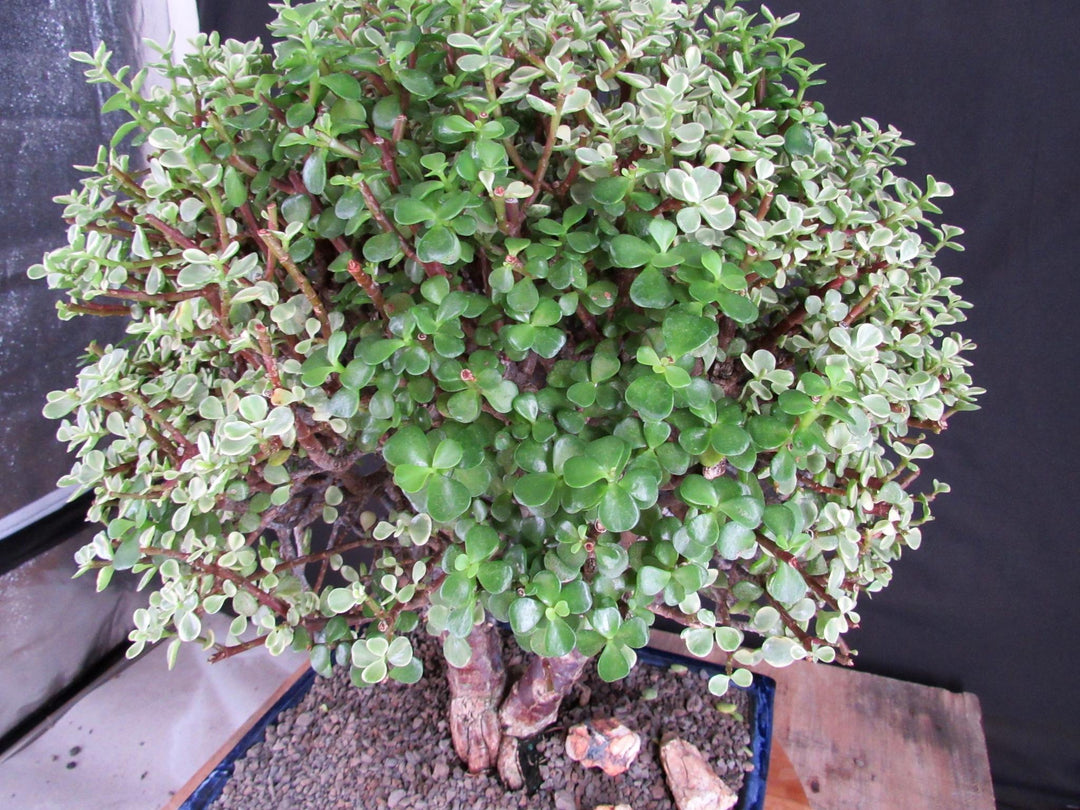 23 Year Old Variegated Baby Jade Specimen Bonsai Tree - Foliage