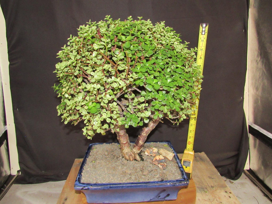 23 Year Old Variegated Baby Jade Specimen Bonsai Tree - Height