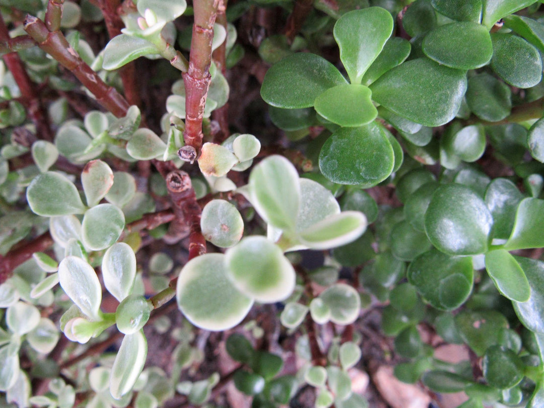 23 Year Old Variegated Baby Jade Specimen Bonsai Tree - Leaves