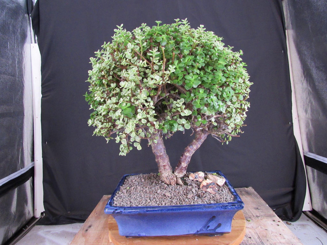 23 Year Old Variegated Baby Jade Specimen Bonsai Tree - Profile