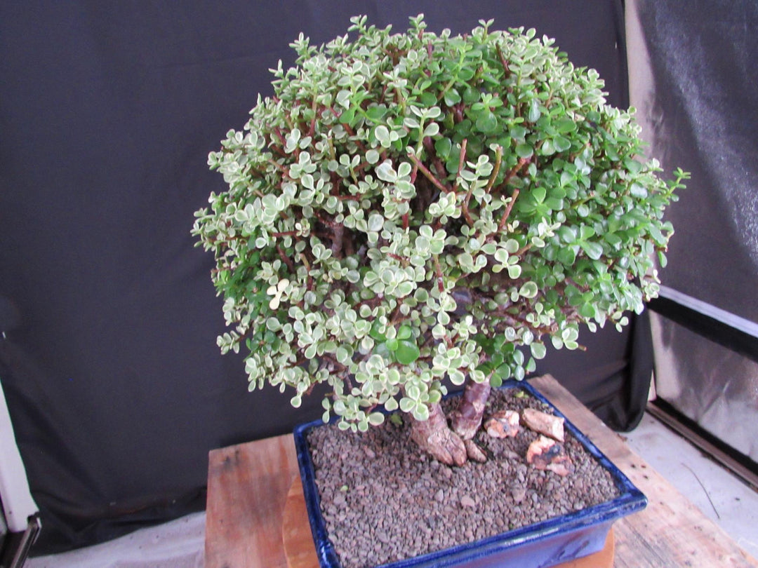 23 Year Old Variegated Baby Jade Specimen Bonsai Tree - Side