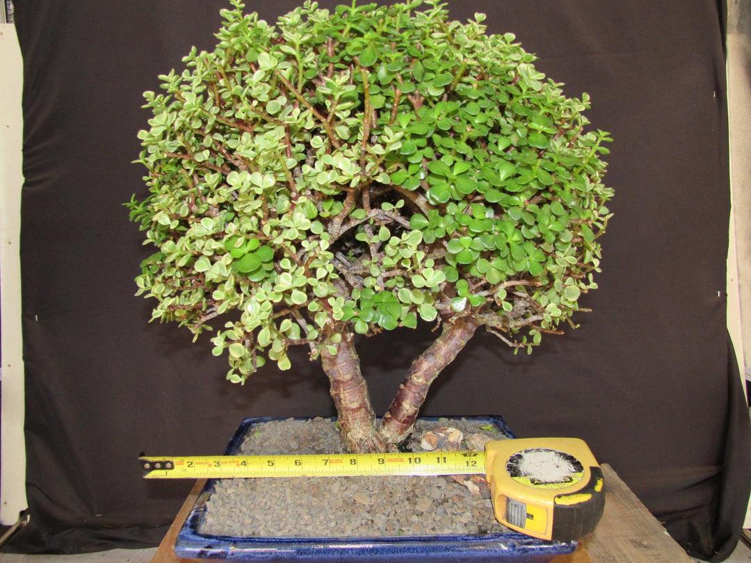 23 Year Old Variegated Baby Jade Specimen Bonsai Tree - Size