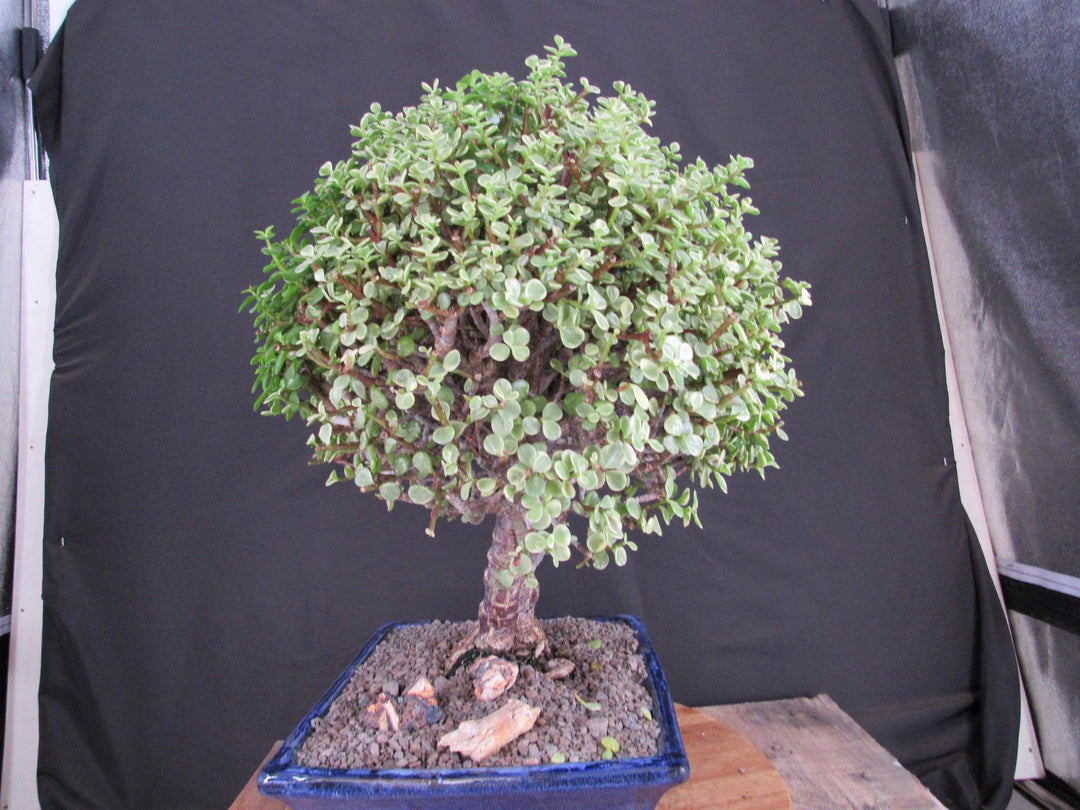 23 Year Old Variegated Baby Jade Specimen Bonsai Tree - Soft Side