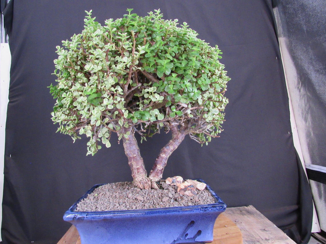 23 Year Old Variegated Baby Jade Specimen Bonsai Tree - Straight Front