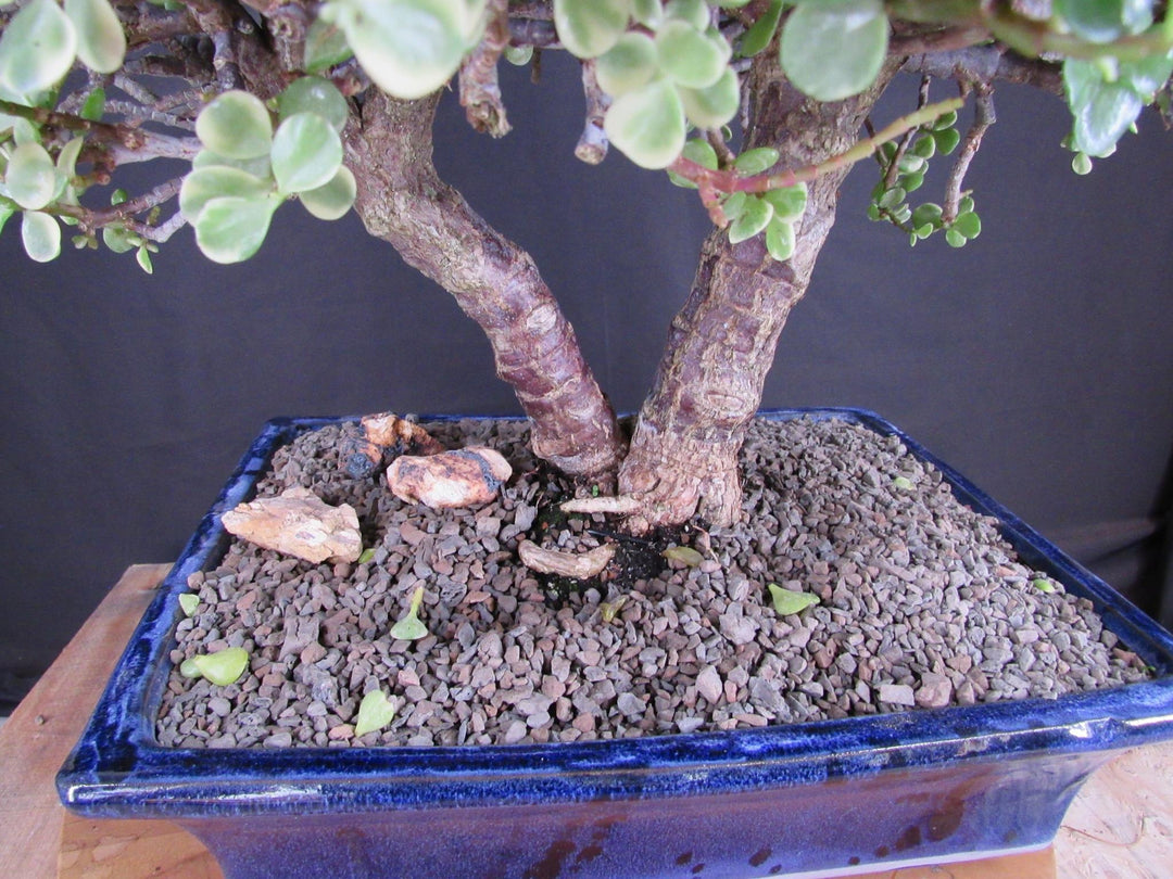 23 Year Old Variegated Baby Jade Specimen Bonsai Tree - Trunk