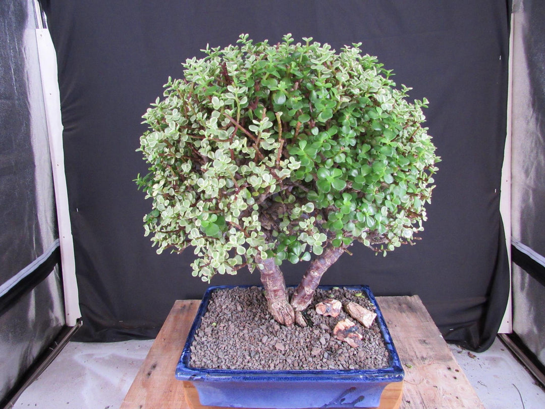 23 Year Old Variegated Baby Jade Specimen Bonsai Tree