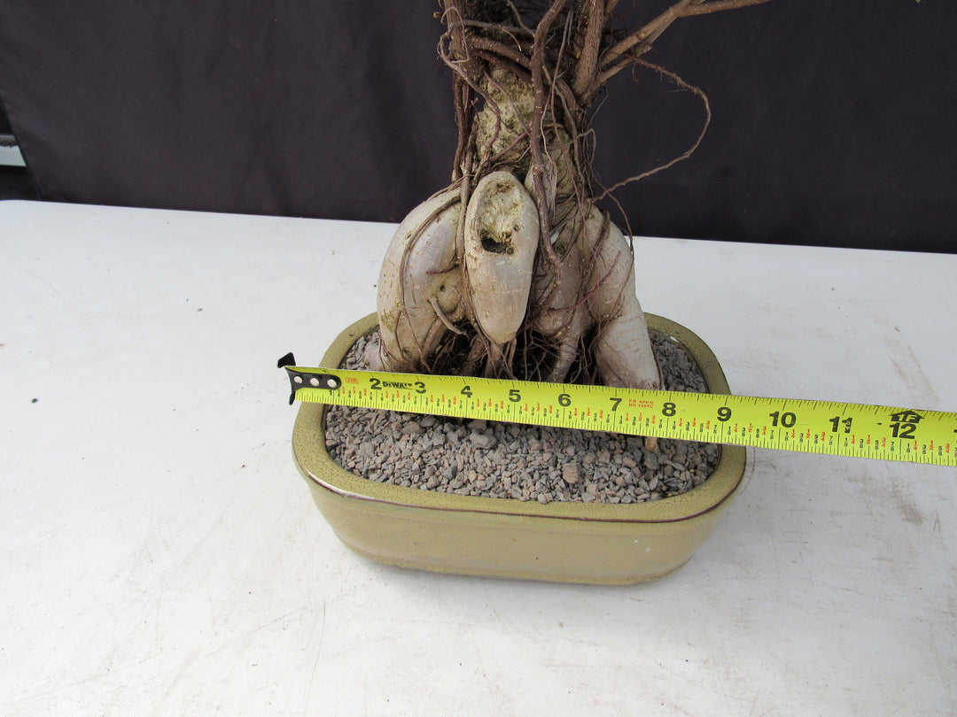 25 Year Old Ginseng Ficus Specimen Bonsai Tree Size
