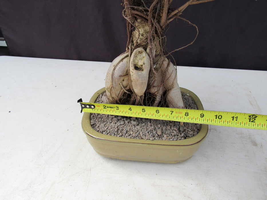 25 Year Old Ginseng Ficus Specimen Bonsai Tree Size