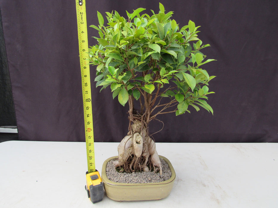 25 Year Old Ginseng Ficus Specimen Bonsai Tree Height