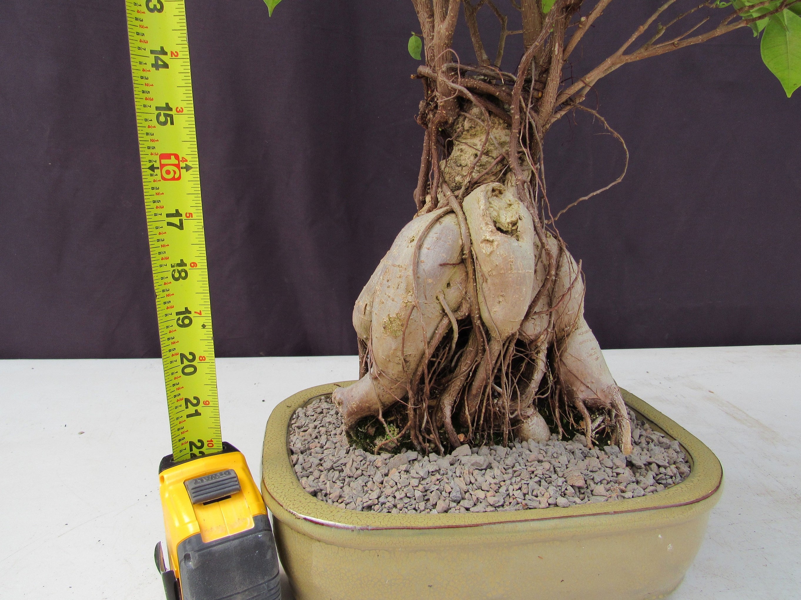 25 Year Old Ginseng Ficus Specimen Bonsai Tree