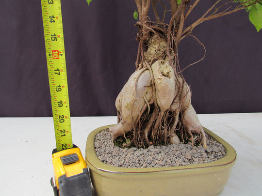 25 Year Old Ginseng Ficus Specimen Bonsai Tree