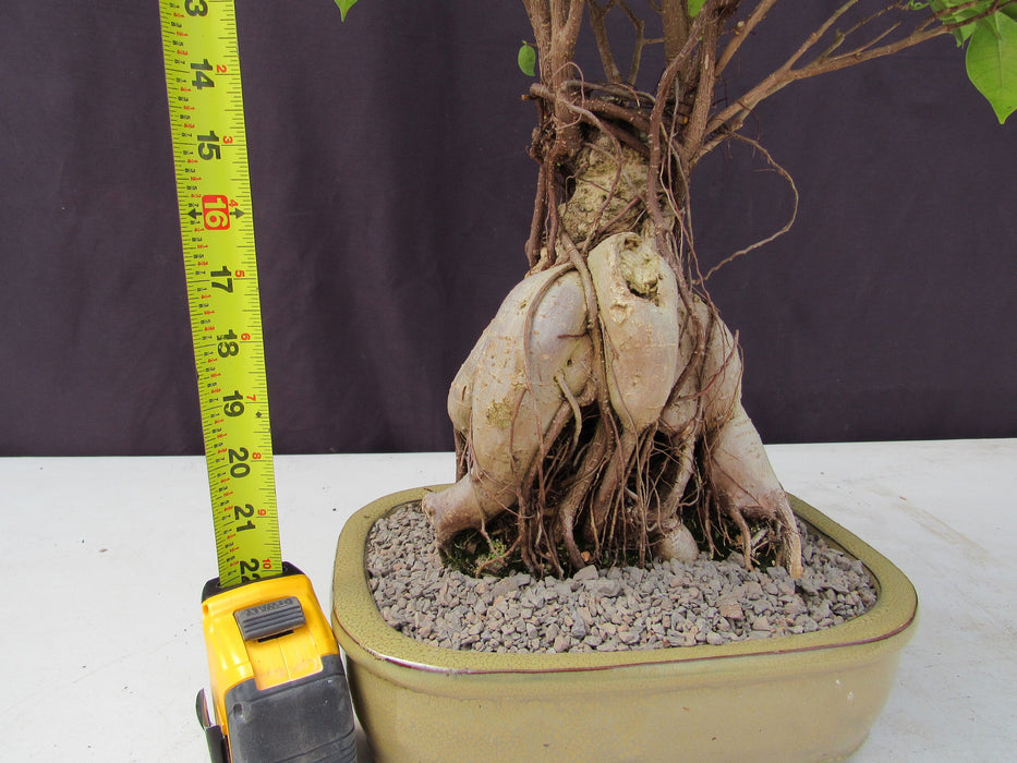 25 Year Old Ginseng Ficus Specimen Bonsai Tree Tall