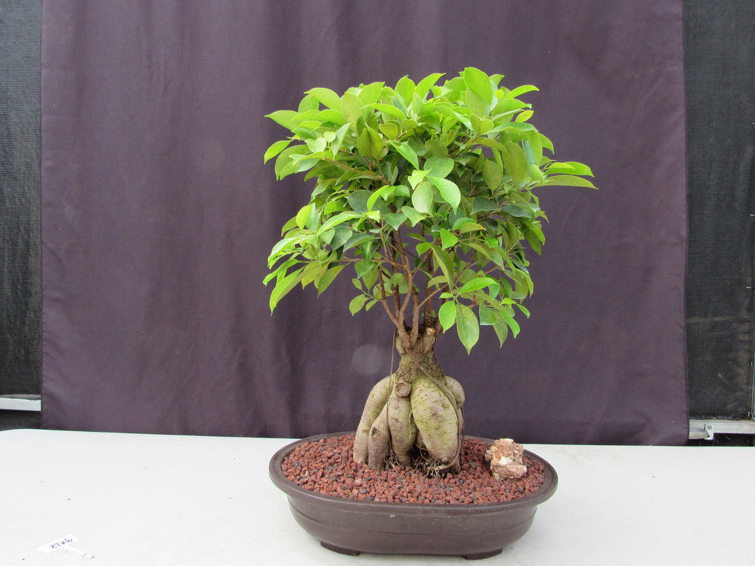 25 Year Old Ginseng Ficus Specimen Bonsai Tree Profile