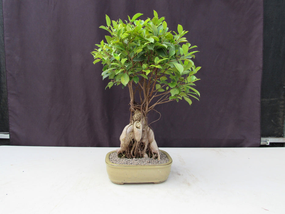 25 Year Old Ginseng Ficus Specimen Bonsai Tree Profile