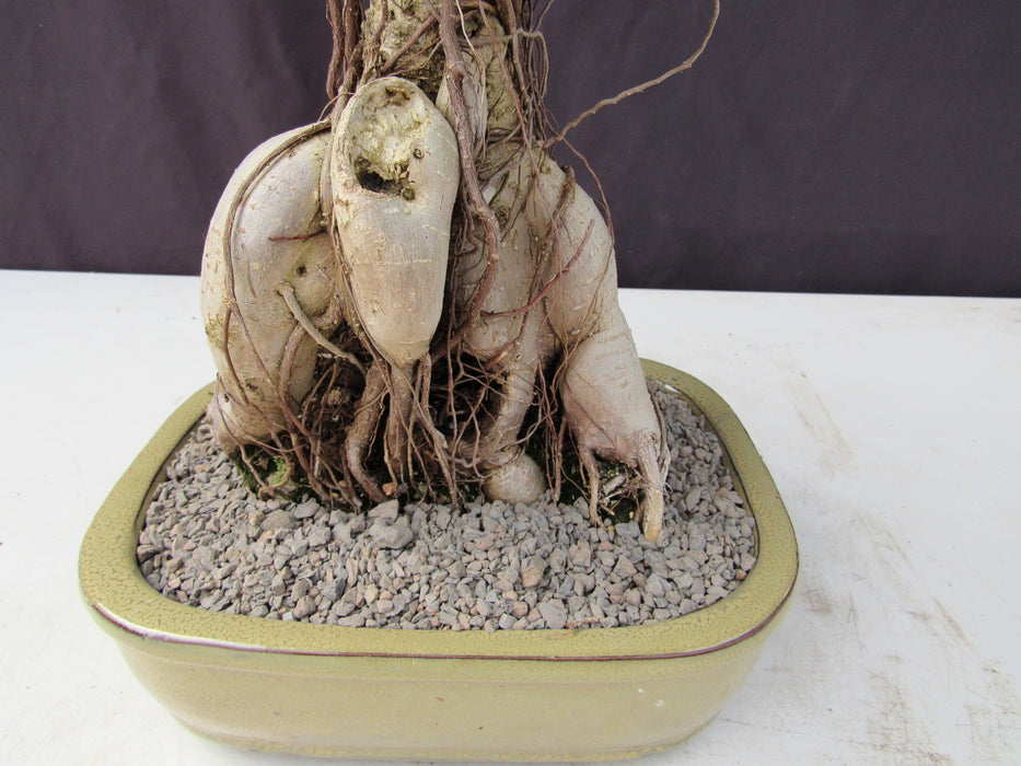 25 Year Old Ginseng Ficus Specimen Bonsai Tree Roots