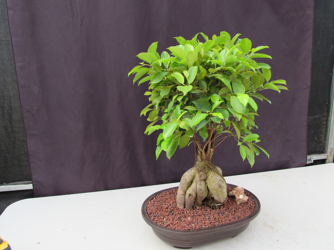 25 Year Old Ginseng Ficus Specimen Bonsai Tree Side