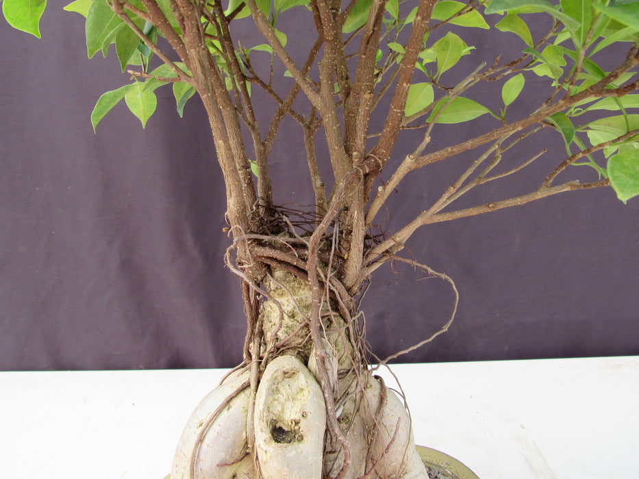 25 Year Old Ginseng Ficus Specimen Bonsai Tree Trunk