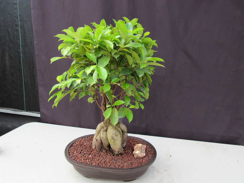 25 Year Old Ginseng Ficus Specimen Bonsai Tree Softer Side