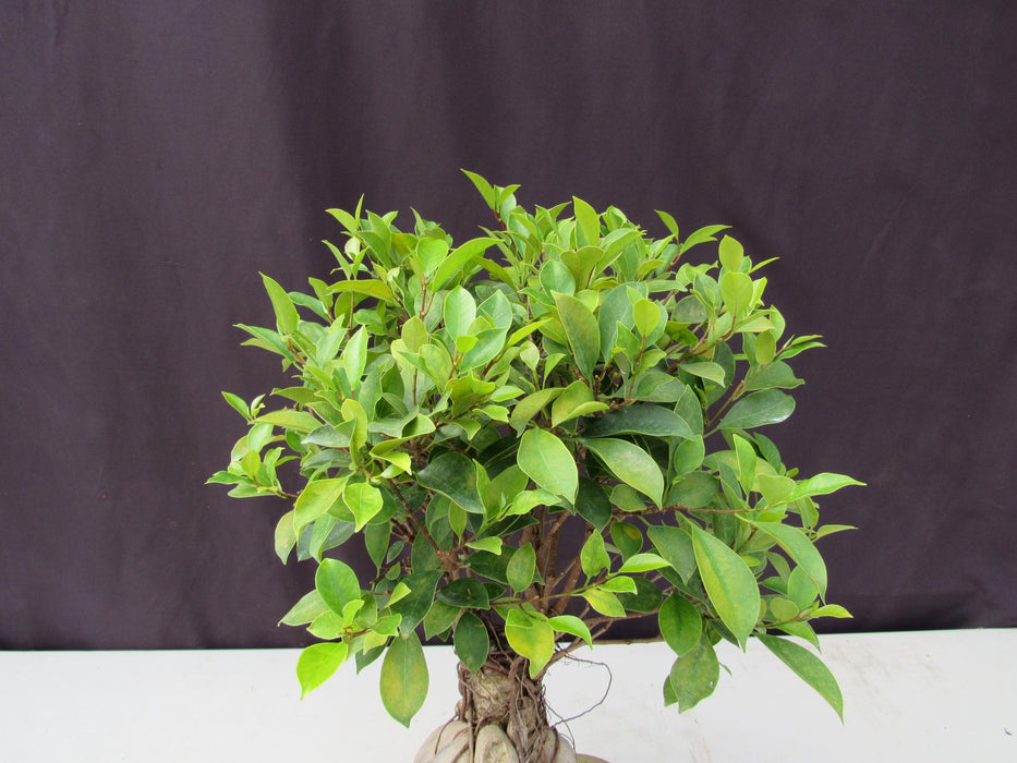 25 Year Old Ginseng Ficus Specimen Bonsai Tree Crown