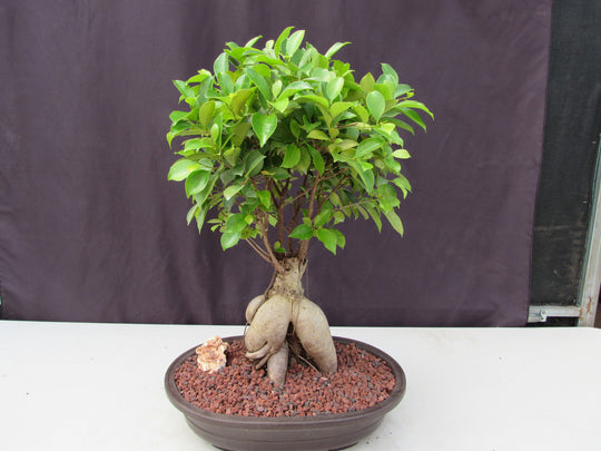 ginseng bonsai tree 25 Year Old Ginseng Ficus Specimen Bonsai Tree