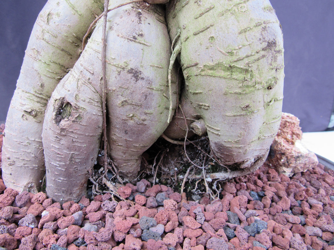 25 Year Old Ginseng Ficus Specimen Bonsai Tree Roots