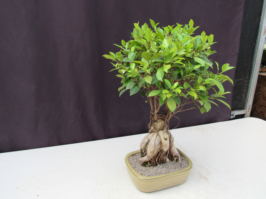 25 Year Old Ginseng Ficus Specimen Bonsai Tree Side