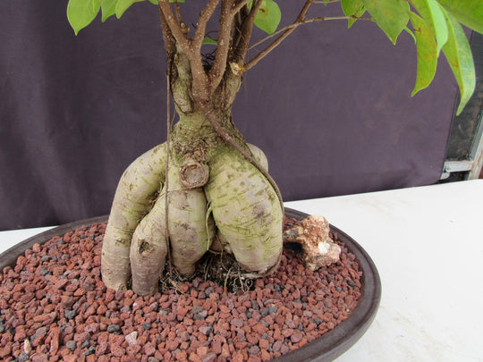 bonsai tree soil bulb 25 Year Old Ginseng Ficus Specimen Bonsai Tree