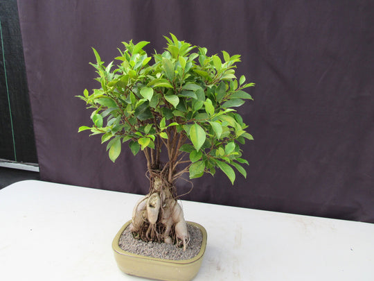 25 Year Old Ginseng Ficus Specimen Bonsai Tree