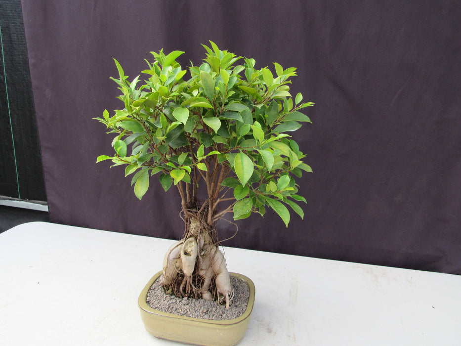 25 Year Old Ginseng Ficus Specimen Bonsai Tree Stronger Side