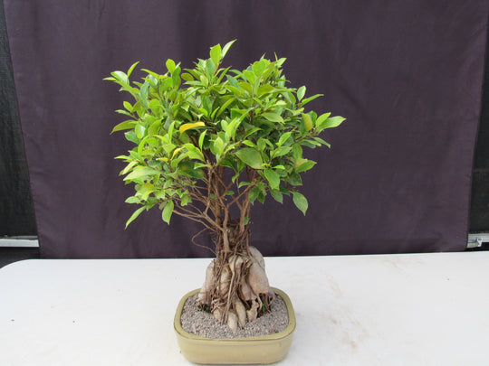 25 Year Old Ginseng Ficus Specimen Bonsai Tree
