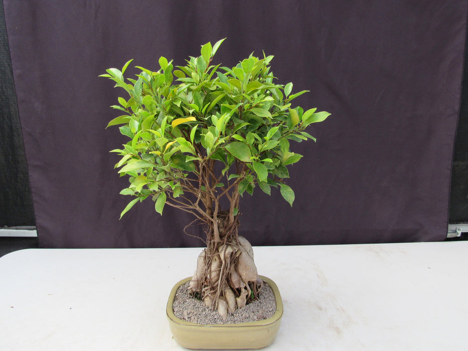 25 Year Old Ginseng Ficus Specimen Bonsai Tree Back