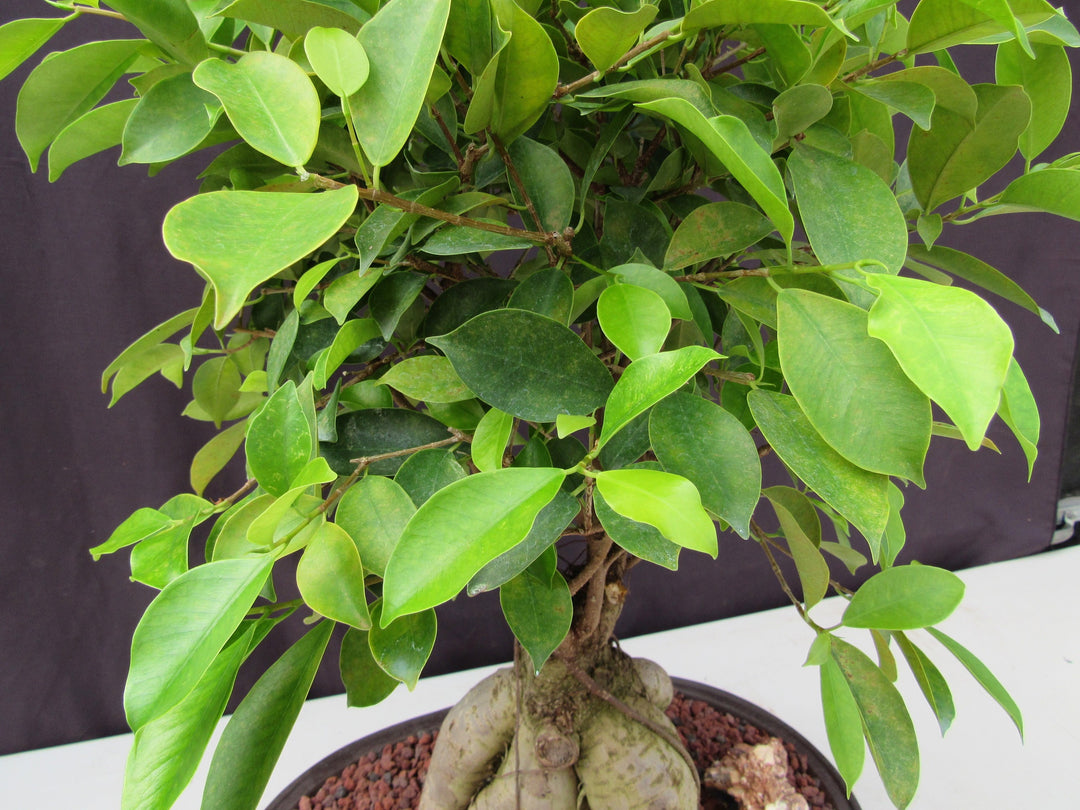 25 Year Old Ginseng Ficus Specimen Bonsai Tree Foliage