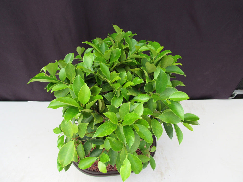 25 Year Old Ginseng Ficus Specimen Bonsai Tree Canopy
