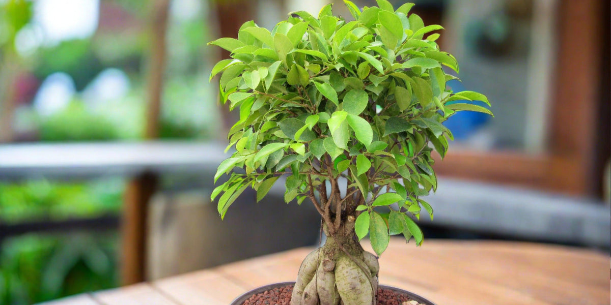 25 Year Old Ginseng Ficus Specimen Bonsai Tree