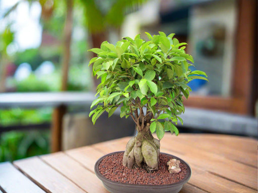 25 Year Old Ginseng Ficus Specimen Bonsai Tree