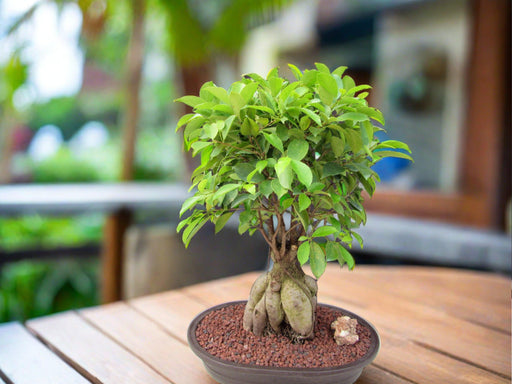 ginseng bonsai tree care Medium Ginseng Bonsai Tree