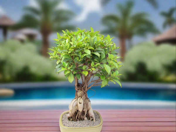 ficus ginseng bonsai tree 25 Year Old Ginseng Ficus Specimen Bonsai Tree