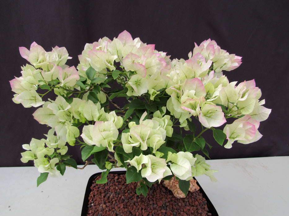 26 Year Old White And Pink Bougainvillea Specimen Bonsai Tree Crown