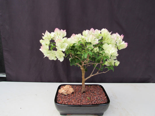 26 Year Old White And Pink Bougainvillea Specimen Bonsai Tree