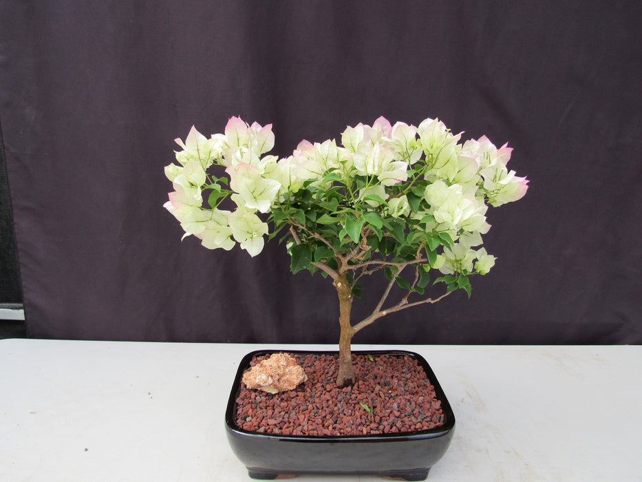 26 Year Old White And Pink Bougainvillea Specimen Bonsai Tree Back